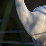204A6380 La grande aigrette